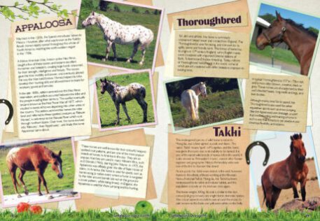 A spread of the Supernova Magazine about horses