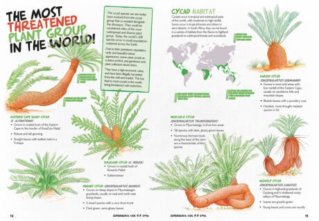 A spread of the Supernova Magazine about cycads.
