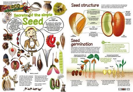 A spread of the supernova magazine about seeds.