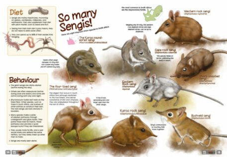 A spread of the supernova magazine about elephant shrews.