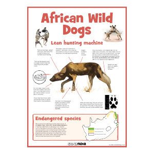 Wild Dog Poster
