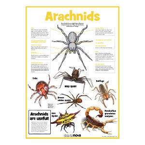 A3 Arachnids Poster