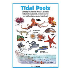 A3 Tidal Pools Poster