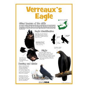 Black Eagle Poster