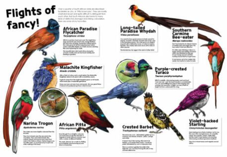 A spread from the Supernova Magazine about the flights of fancy