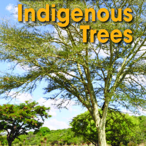 The cover art for Making the Most of Indigenous Trees, featuring a tree.