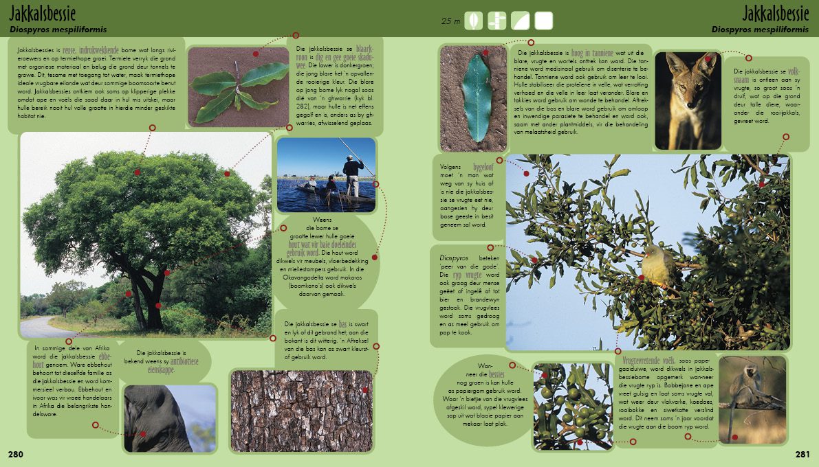 Spread tree section of Velwagter stap Saam